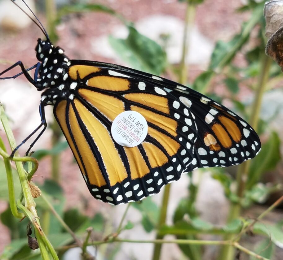 Monarchs prepare to migrate through Marshall County | News, Sports, Jobs - Vimarsana News